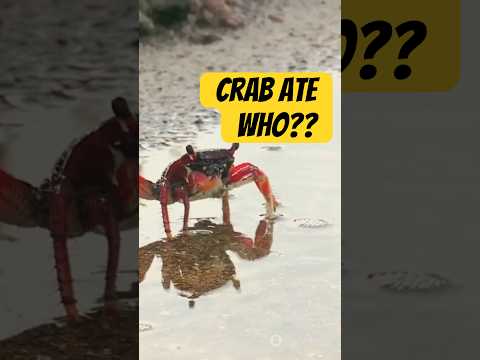 Donaldson the Crab's Incredible Life (Wait He Ate WHO???)