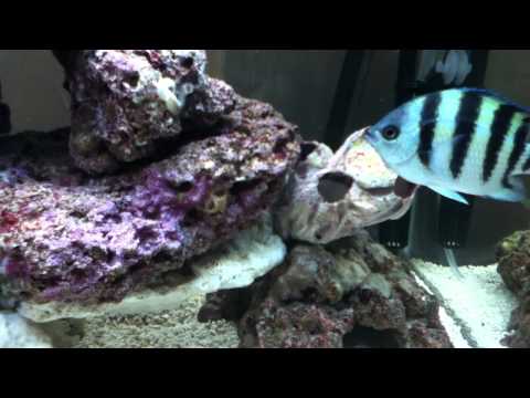 Marine Aquarium live rock pink coral