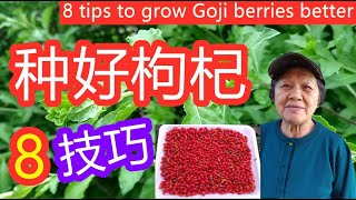 8个技巧令枸杞种植得更好| 8 tips to grow Goji berries (wolf berry) better （点CC看到字幕）(English subtitles)