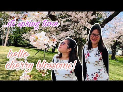 It’s spring time! Hello cherry blossoms! | Nearby Park  | Chiba-ken, Japan