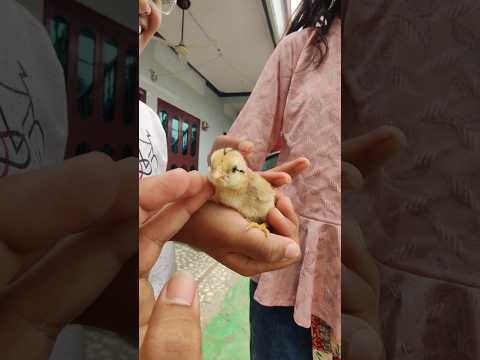 My kids saw a newly born chick for the first time