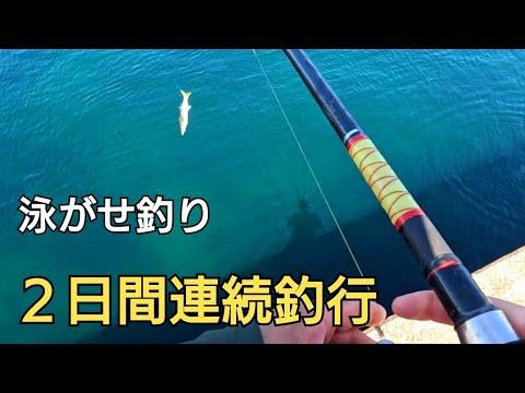 遠征車中泊2日間連続釣行、カマスを泳がせたら何かに噛まれた!!ヒラメ?