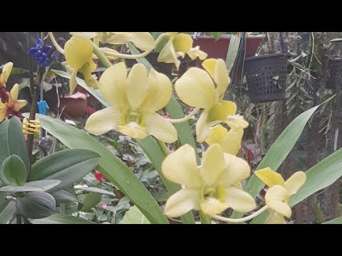 Learn Gardening is going Live #orchid Flowers