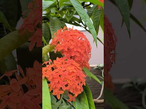 నూరు వరహాలు చెట్టుకు పూసిన పువ్వులు #trending #shorts #reels #music #garden #flowers #redflower