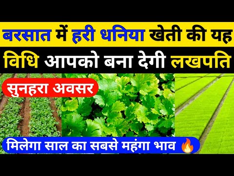 बरसात में हरी धनिया की खेती की यह विधि आपको बना देगी लखपति।Hara Dhaniya Ki Kheti।Coriander Farming