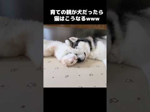 育ての親が犬だったら猫はこうなる...