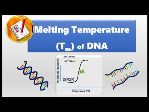 Melting Temperature of DNA (Tm)