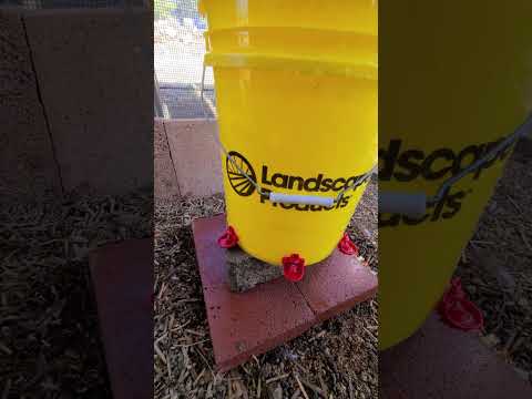 Watering bucket for chickens!  #raisingchickens