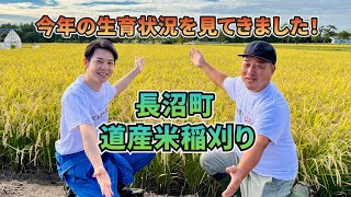 【北海道知事】2024年道産米新米の稲刈り