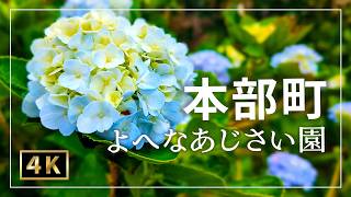 【沖縄のあじさい】梅雨の沖縄を楽しもう🌺｜本部町よへなあじさい園・ちえ食堂｜沖縄県本部町