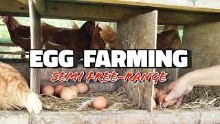 Semi Free-range Chickens| Egg farming in Korean Natural Farming Setup| Road to Organic Eggs #farming