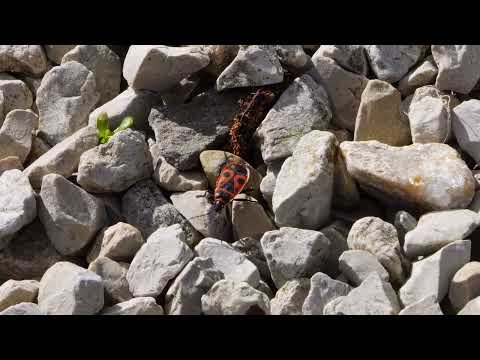 nature footage: Feuerwanze, Feuerkäfer (Pyrrhocoris apterus)