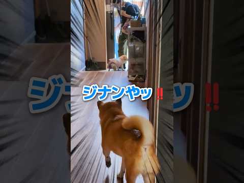 次男お盆帰省パニック #柴犬スティーブ #コーギー