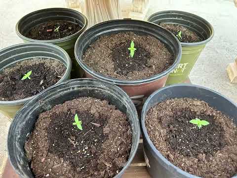 Cannabis sativa plant timelapse