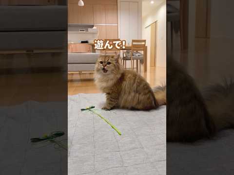 遊んでもらうためにがんばる猫 【サイベリアン】 #Shorts