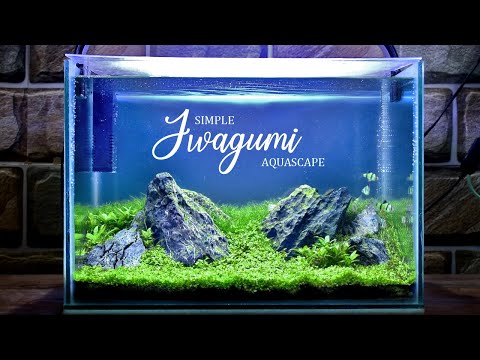 Simple Iwagumi Aquascape: Step-by-Step Easy Planted Aquarium Setup!