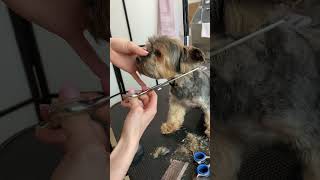 How to trim Yorkie face!