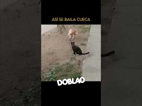 Así se baila LA CUECA | #DOBLAO