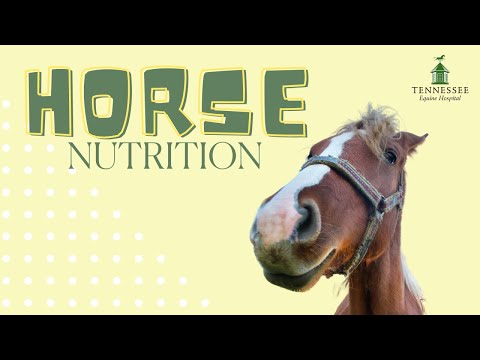 Horse Nutrition Tips and Tricks