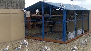 Satinette pigeons | fancy pigeon breeds - Best pigeon breeding cage