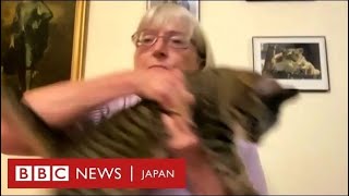 BBCニュース番組に猫が……ビデオ出演での解説中に