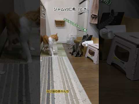 オラつく子猫VSキョトンな成猫　#cutepet #子猫#funny#やんのか#茶トラ