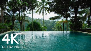 8 Hours Tropical Swimming Pool Ambience - Exotic Palm Trees 4K Video