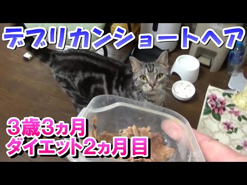 猫のダイエット２ヵ月目　３歳３ヵ月（アメリカンショートヘア）