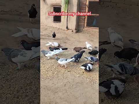 #pigeon #pigeonpigeon #bird #pigeonbreeds #animals #manytypesofpigeons #birdspecies #birds #colourfu