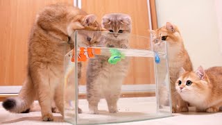 Kittens and Cats learn Сatches FISH. 🐟🐠 Too funny |Too cute