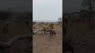 Lion vs Hyena #Lion #Hyena #Лев #Гиена #Şir #Kaftar