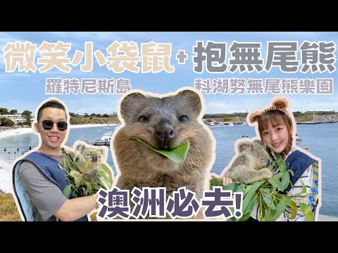 【澳洲旅遊】伯斯短尾矮袋鼠Quokka+無尾熊抱抱｜羅特尼斯島全攻略.科湖努無尾熊樂園