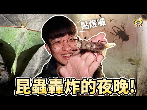 Catch Lucanus beetles with light trapping, a gathering of nocturnal insects! [Jungle Adventure]