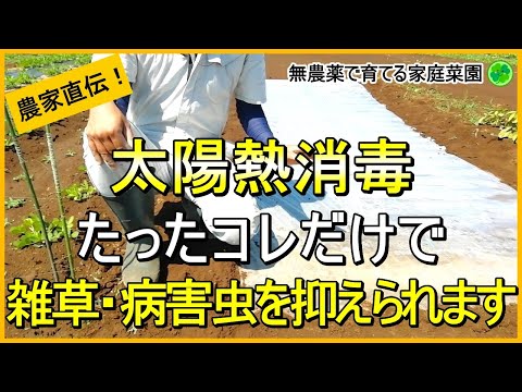 【太陽熱消毒】今がチャンス！薬剤を使わない簡単な土壌消毒の方法と効果を解説！【有機農家直伝！無農薬で育てる家庭菜園】　24/6/25