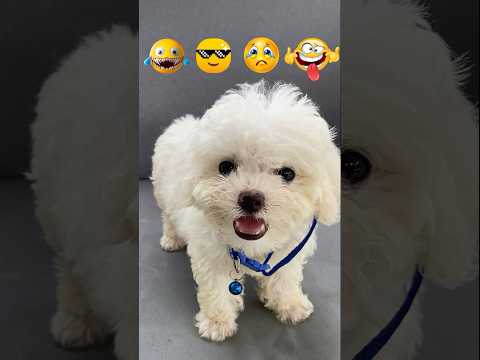 Emoji challenges are my dog funniest ?🤣 #comedy