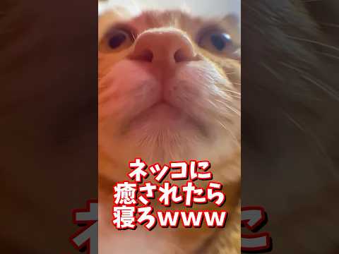 ネッコの動画で癒されたら寝ろｗｗｗ　#2ch #2chまとめ 動物スレ #2ch面白いスレ #動物 #犬 #猫 #癒やし #ねこ動画