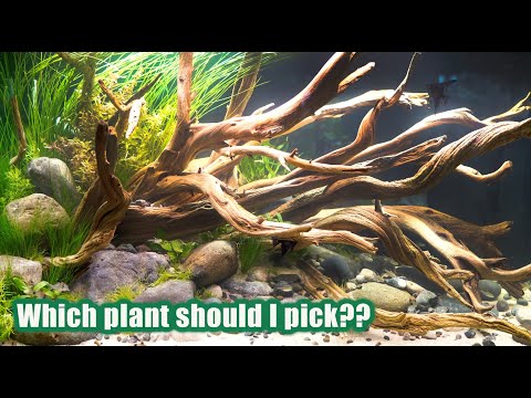 9 THINGS To Help You Choose The BEST Aquatic Plant For Your Aquascape!