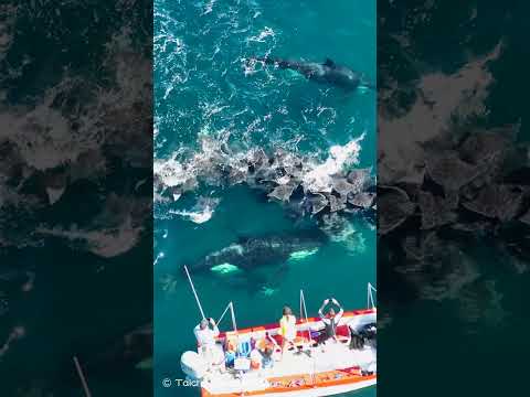 🐼シャチたちのモブラ狩り！