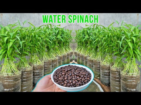 Method of growing water spinach in self-watering plastic bottles for families without gardens