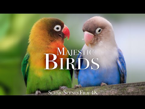 Amazing Scenes of Majestic Birds In 4K | Bird Sounds | Scenic Relaxation Film