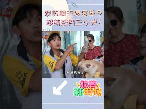 家訪飼主問這些？超萌法鬥三小犬！   【#綜藝新時代】#shorts  @FTV_Show