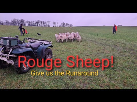 sheep struggle.... Leyland ,Zetor and Quad bike Race against daylight to finish electric fence.