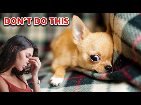 WORST Mistakes I Made Raising my First Chihuahua