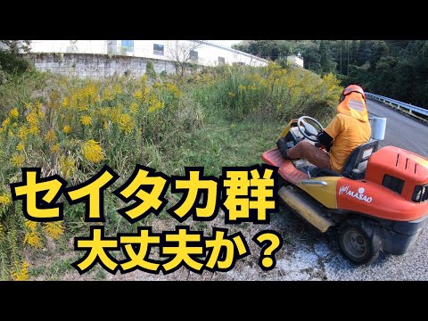 セイタカアワダチソウの群衆の中にHeyMasao突入！