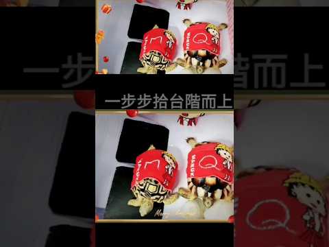 【🐢米尼＆Q弟🐢】 總是等兄弟倆醒來的時候 才幫他們換上新衣😉 #陸龜 #緣翹 #薩豹 #櫻桃小丸子 #天橋