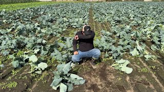 I tried putting bark compost in my field but it was a huge failure! 24/11/4