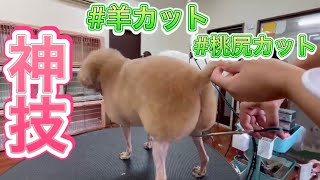 トリミングDAY〜プロの技！羊カットと桃尻カットが出来るまで【トリミング動画】【トイプードルモカ】