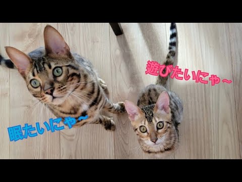 遊びたすぎる新入猫とどうしても寝たい先住猫