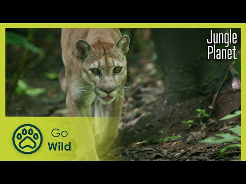 Parched Jungles: Dry Tropical American Forest | Jungle Planet 23/26 | Go Wild