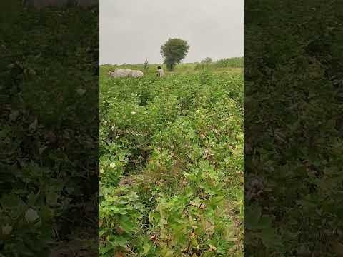 Plowing in cotton |Repairing the mango tree| Village morning Videos